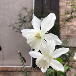 Meet your Posher, Kimmi thucan